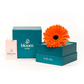 Bloom in a Box - Orange Gerbera image